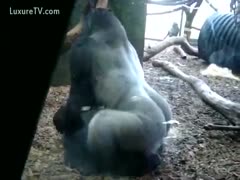 A giant silverback banging his cagemate
